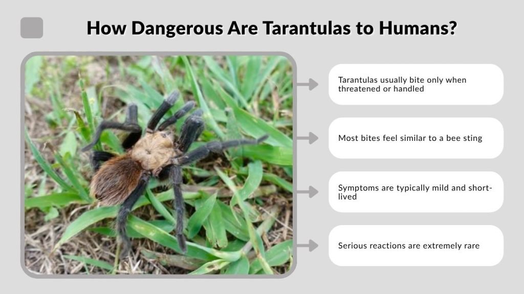 How Dangerous Are Tarantulas to Humans?