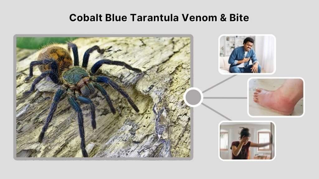 Cobalt Blue Tarantula Venom & Bite