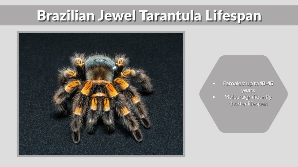 Brazilian Jewel Tarantula Lifespan
