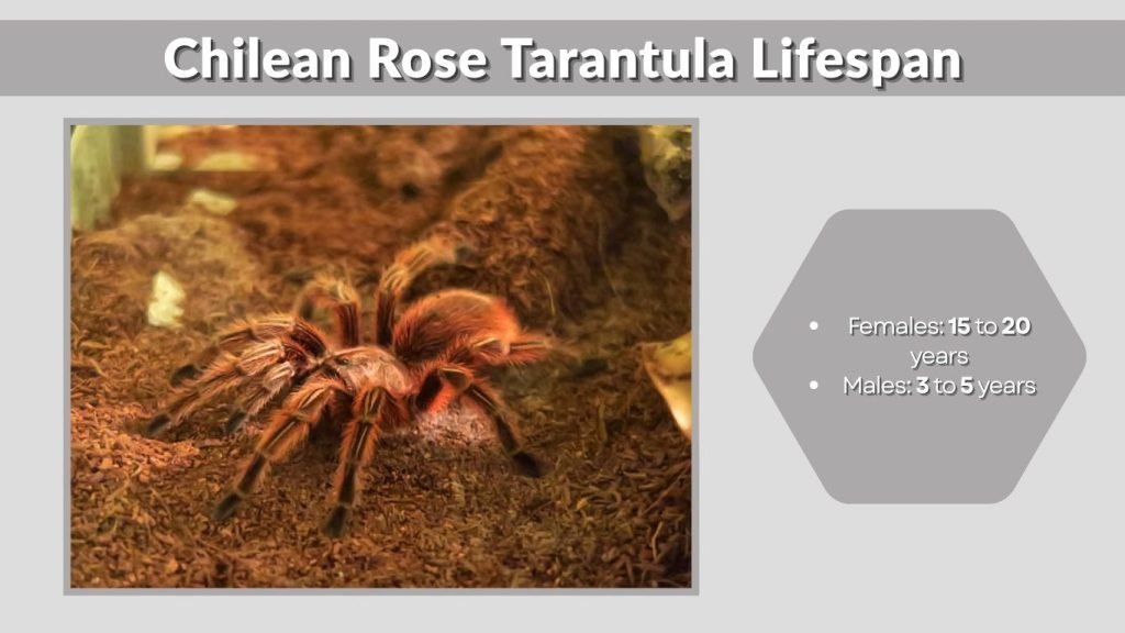 Chilean Rose Tarantula Lifespan