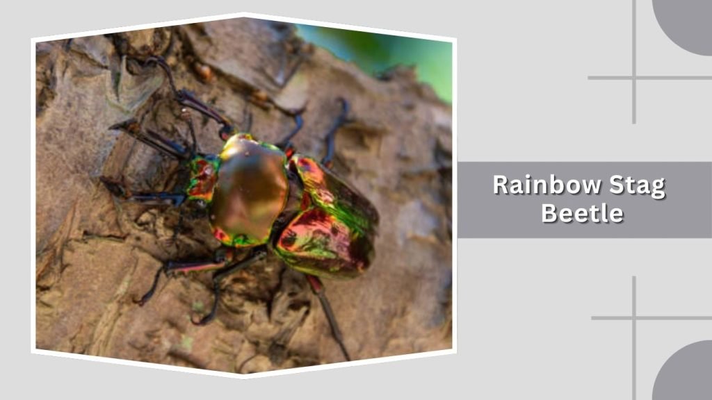 Rainbow Stag Beetle