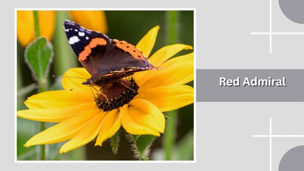  Red Admiral
