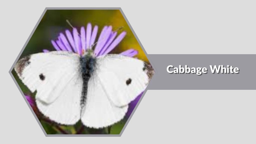  Cabbage White
