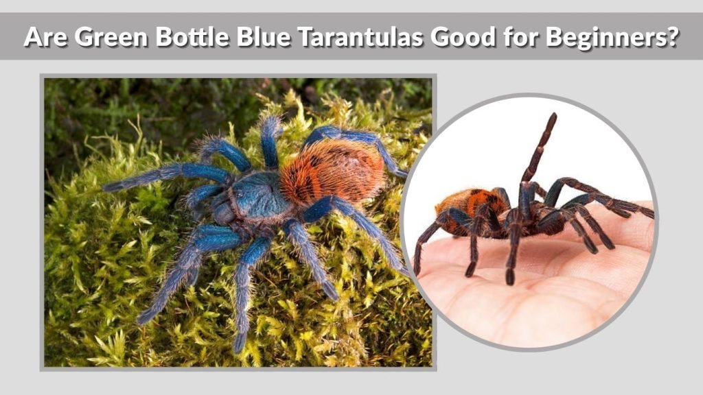 Are Green Bottle Blue Tarantulas Good for Beginners?