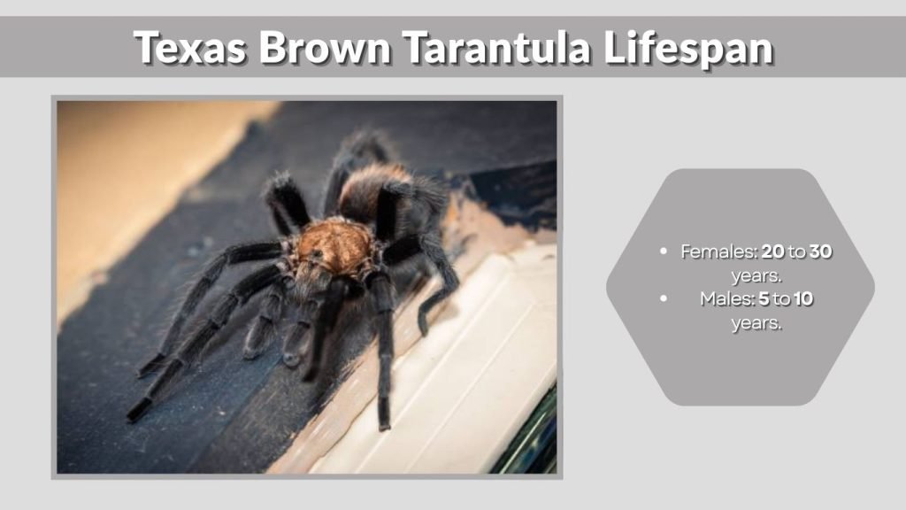 Texas Brown Tarantula Lifespan