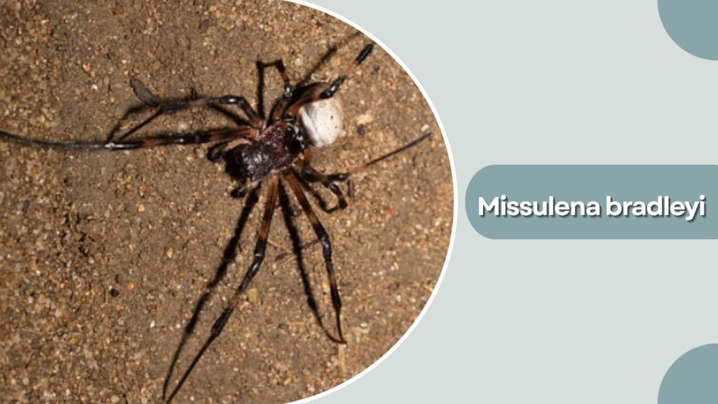 Missulena bradleyi