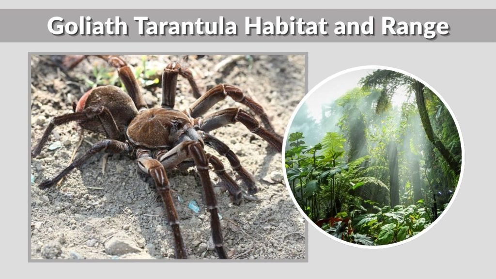 Goliath Tarantula Habitat and Range