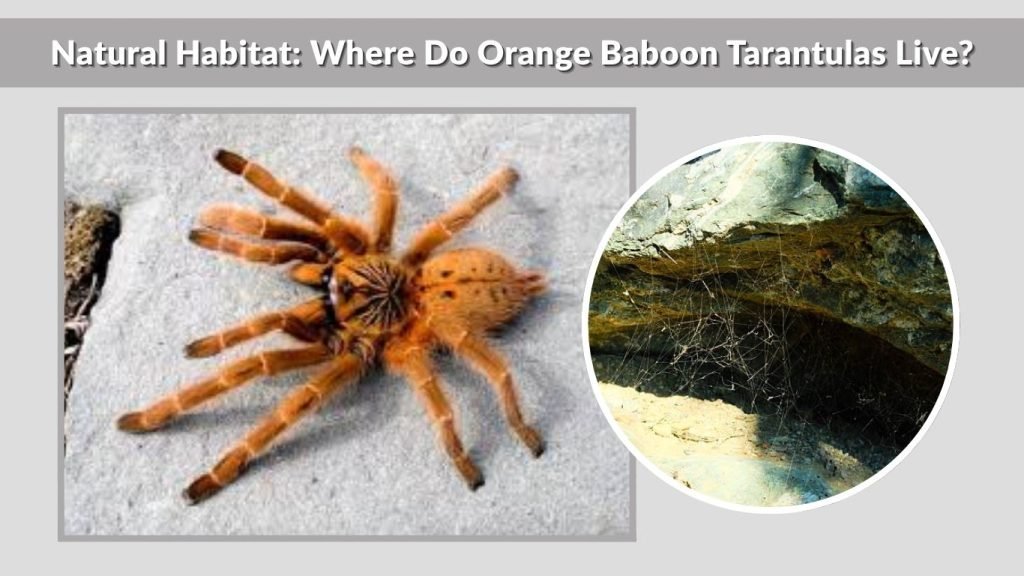 Natural Habitat: Where Do Orange Baboon Tarantulas Live?