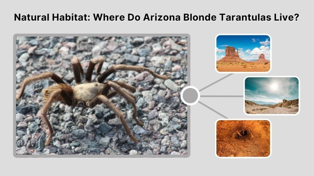 Natural Habitat: Where Do Arizona Blonde Tarantulas Live?