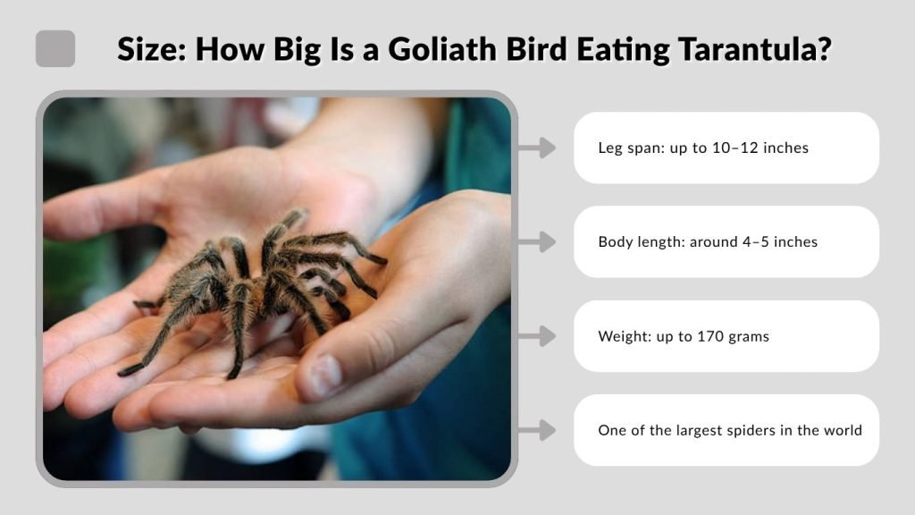 Size: How Big Is a Goliath Bird Eating Tarantula?