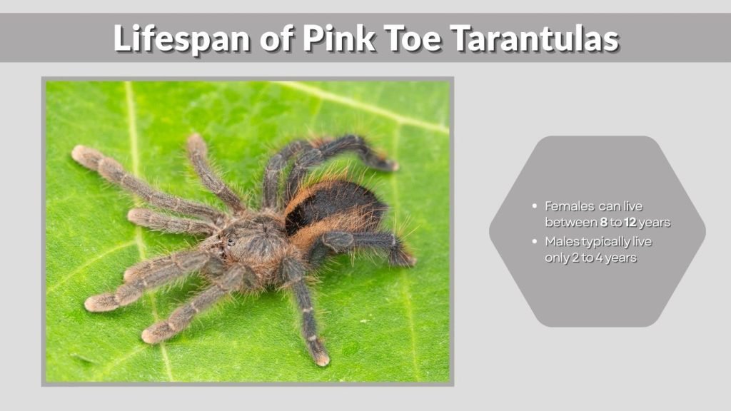 Lifespan of Pink Toe Tarantulas