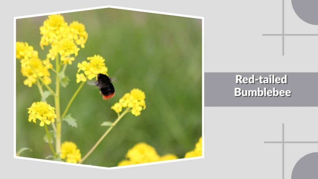 Red-tailed Bumblebee