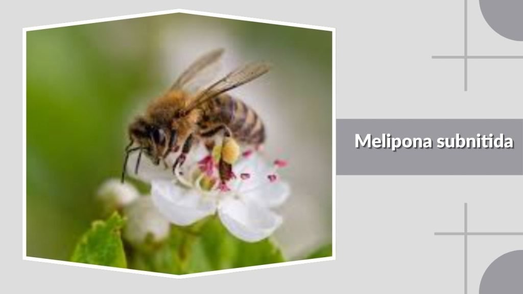 Melipona subnitida