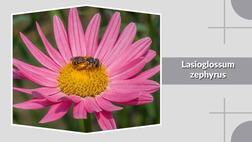 Lasioglossum zephyrus