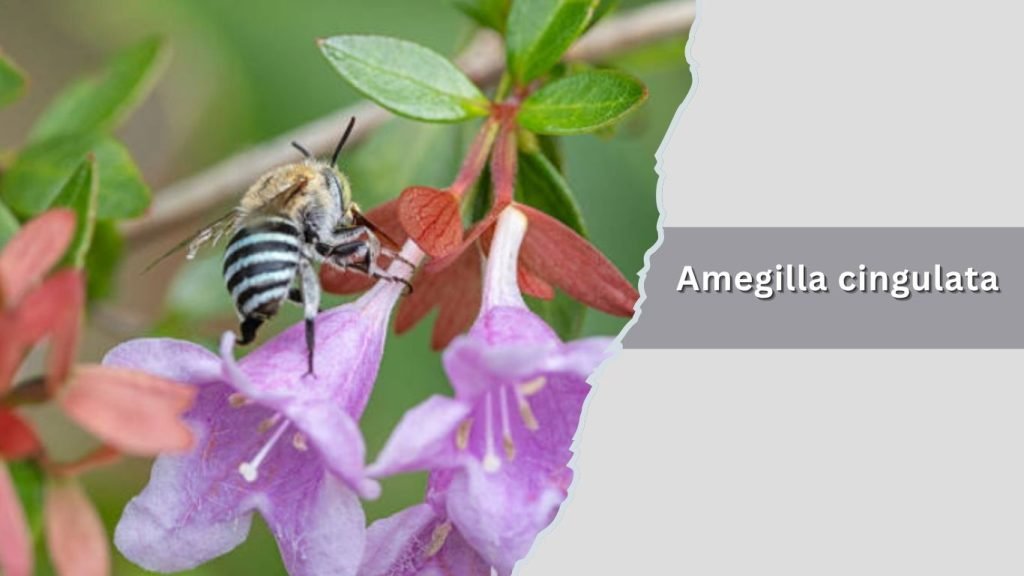 Amegilla cingulata