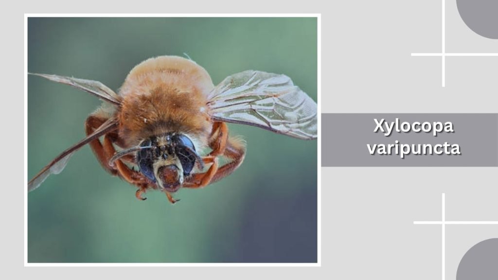 Xylocopa varipuncta