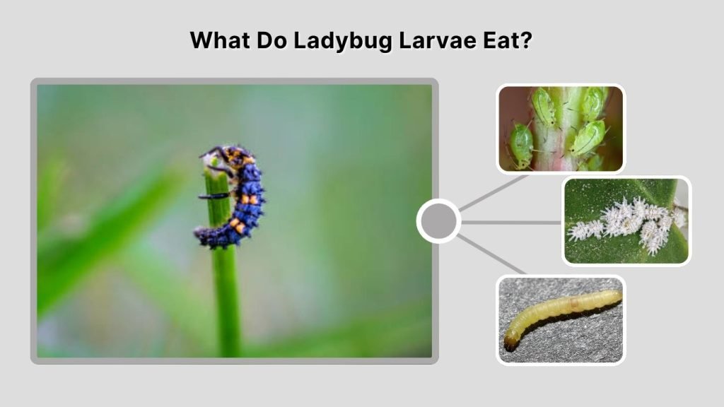 What Do Ladybug Larvae Eat?