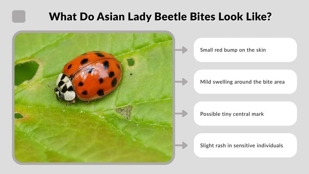What Do Asian Lady Beetle Bites Look Like?