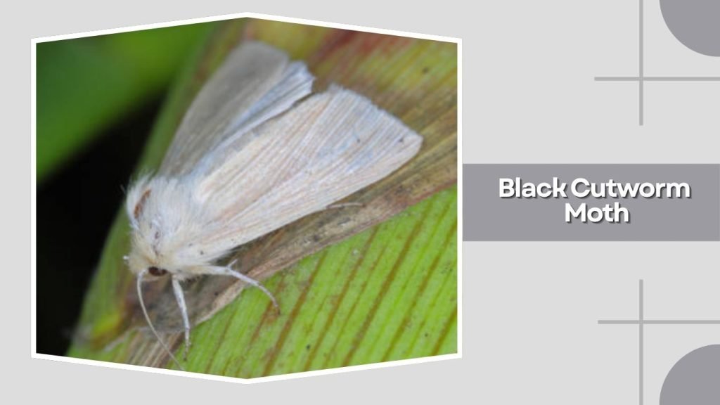 Black Cutworm Moth