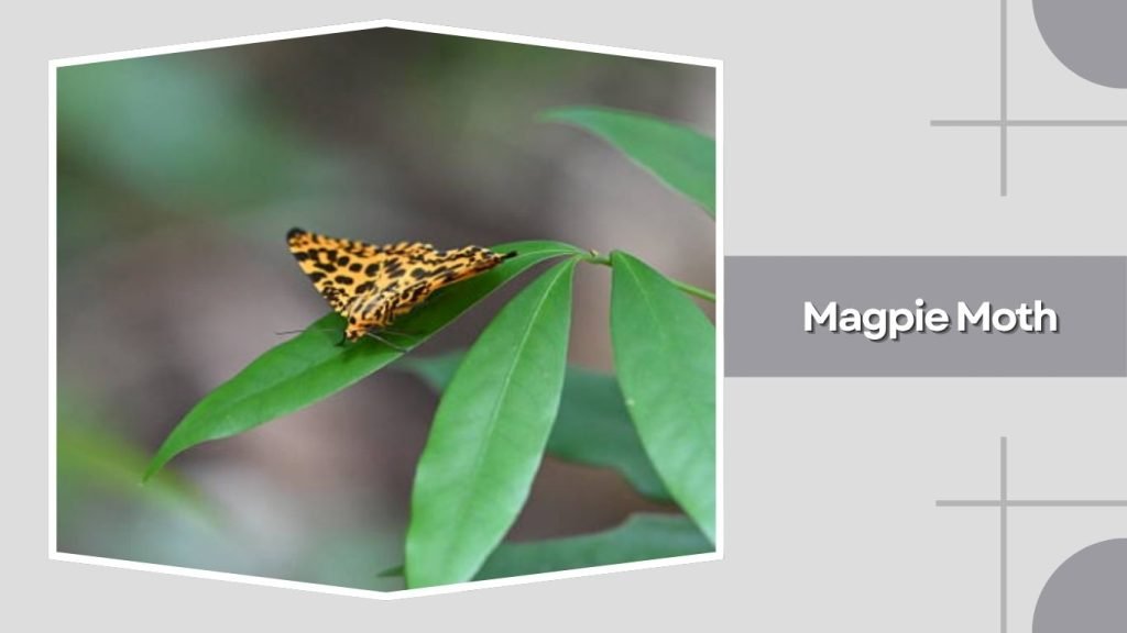  Magpie Moth