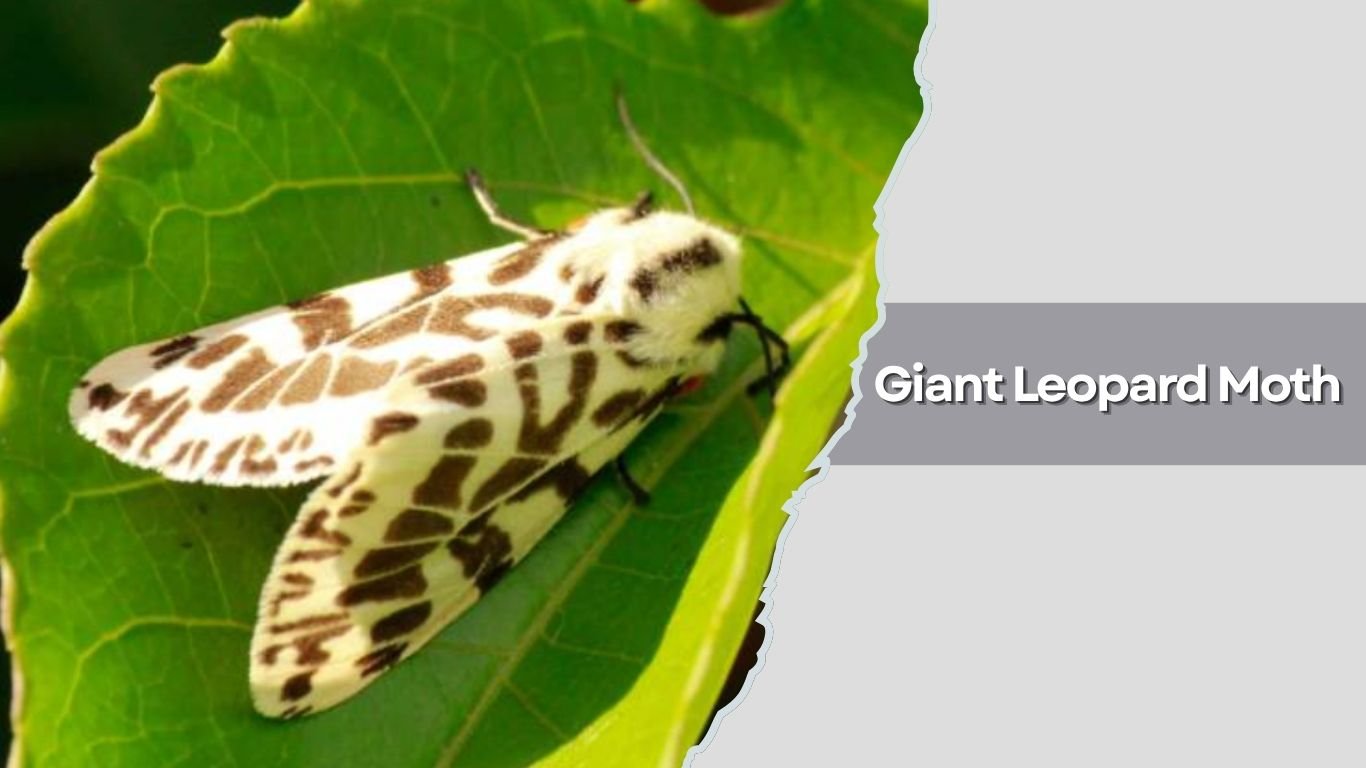 10 Types of Beautiful White Moth Species: Identification with Pictures