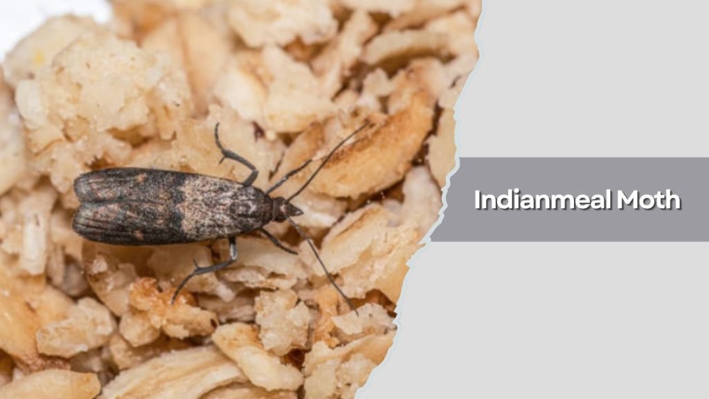  Indianmeal Moth