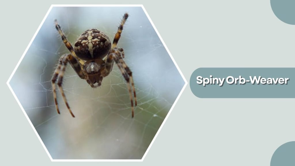 Spiny Orb-Weaver