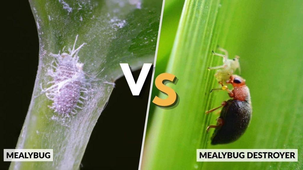 Mealybug vs Mealybug Destroyer