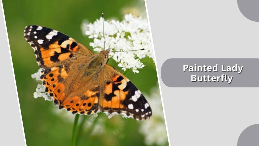 Painted Lady Butterfly