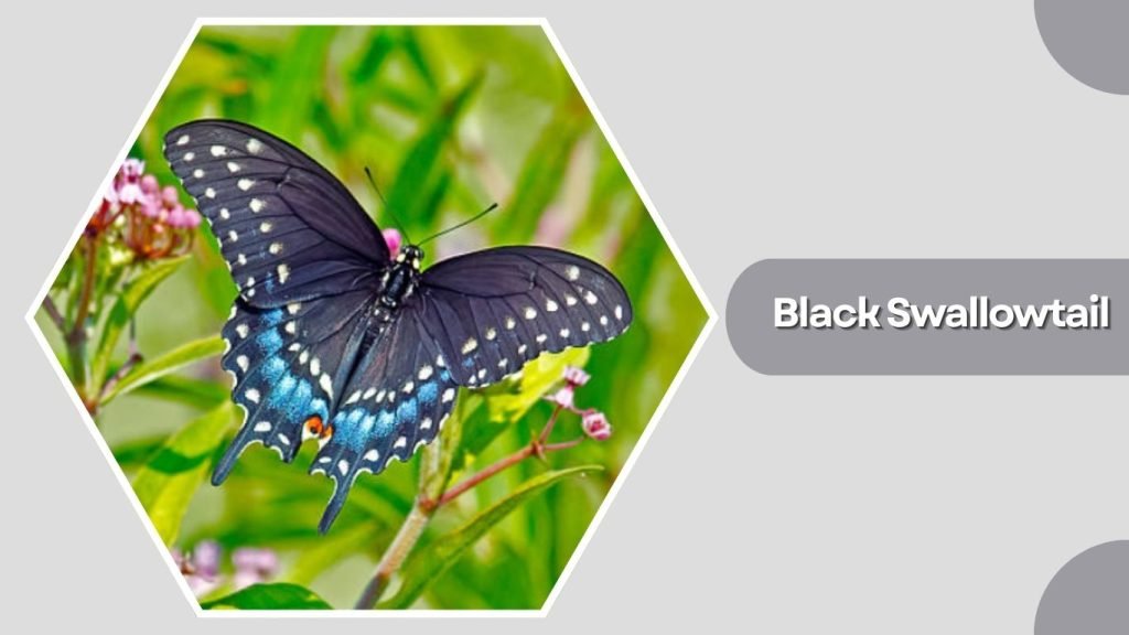 Black Swallowtail