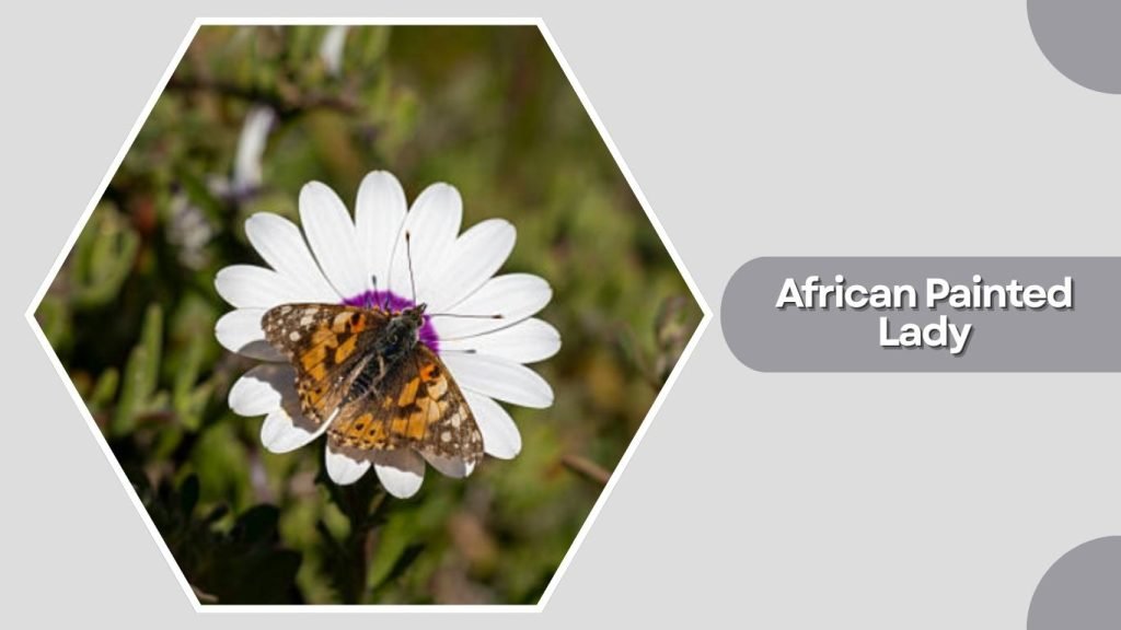 African Painted Lady