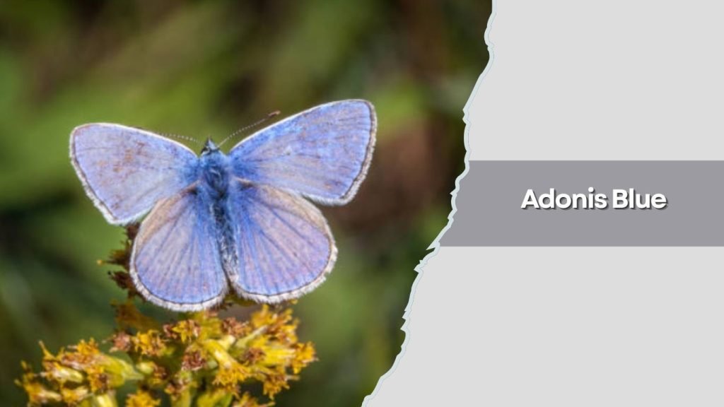 Adonis Blue