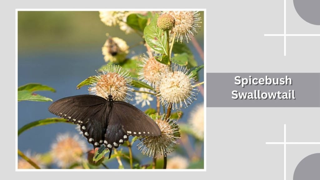 Spicebush Swallowtail
