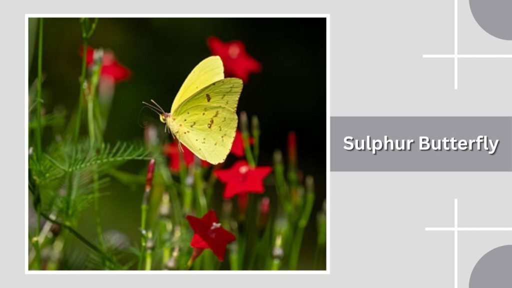 Sulphur Butterfly