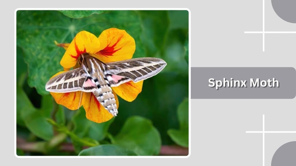  Sphinx Moth