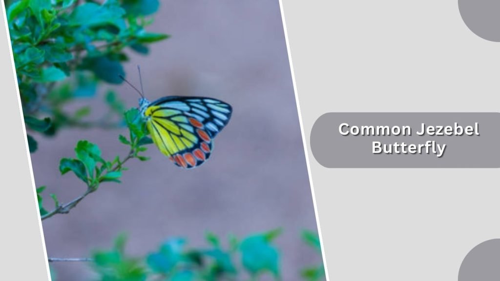 Common Jezebel Butterfly