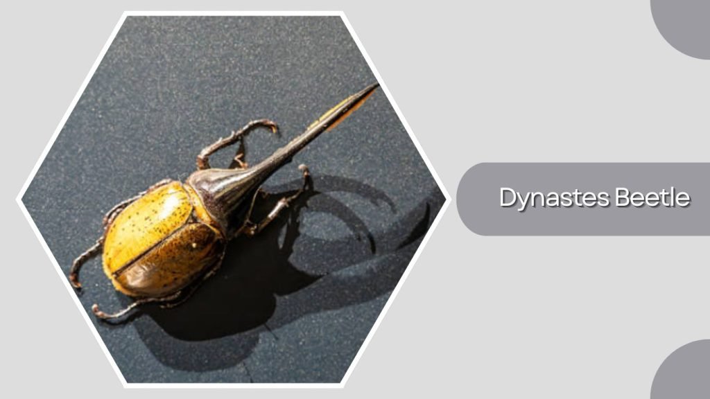 Dynastes Beetle