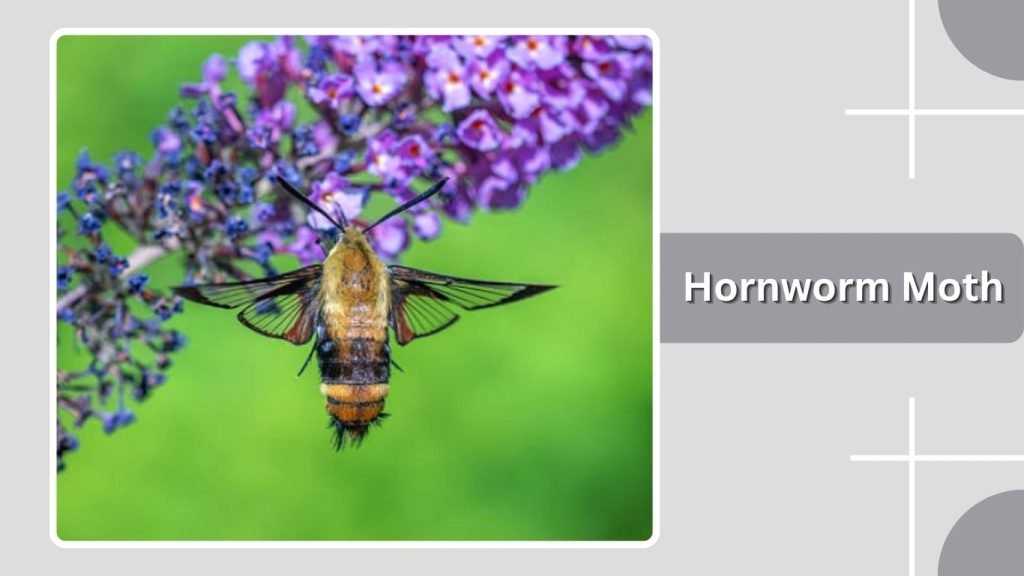  Hornworm Moth