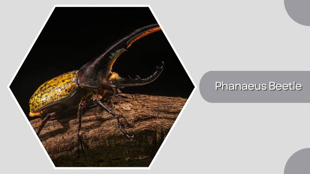Phanaeus Beetle