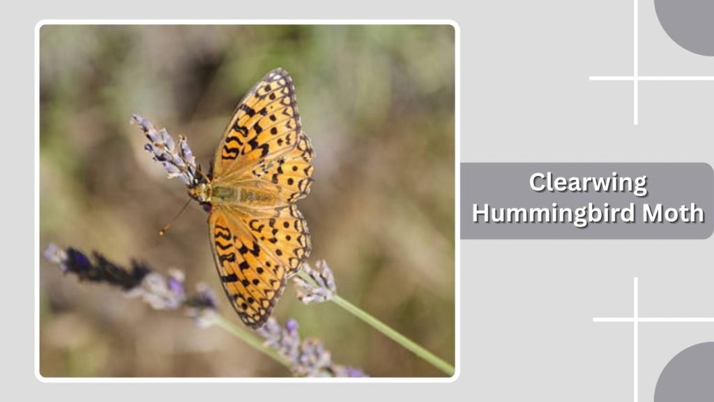  Clearwing Hummingbird Moth