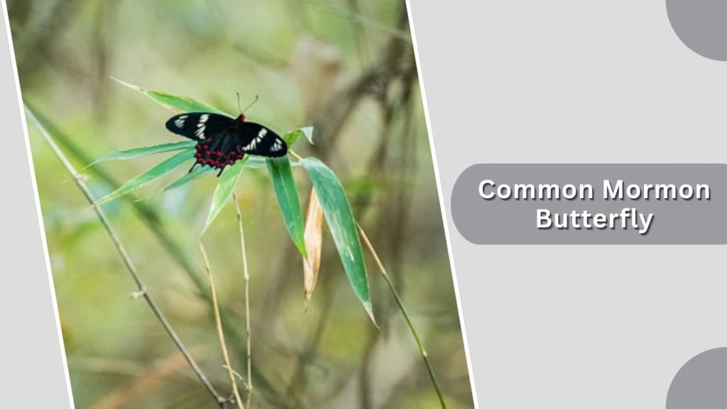  Common Mormon Butterfly