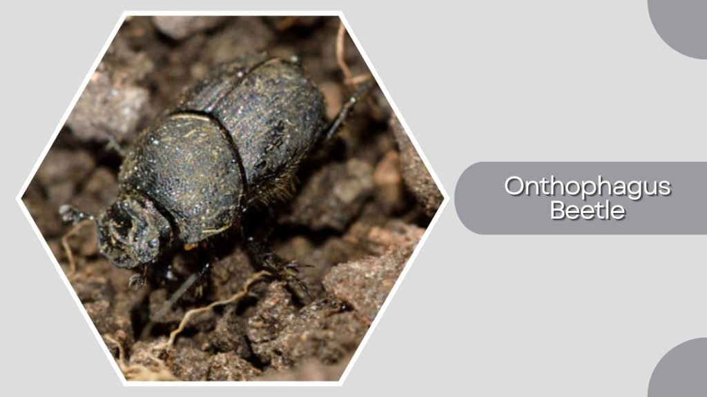 Onthophagus Beetle