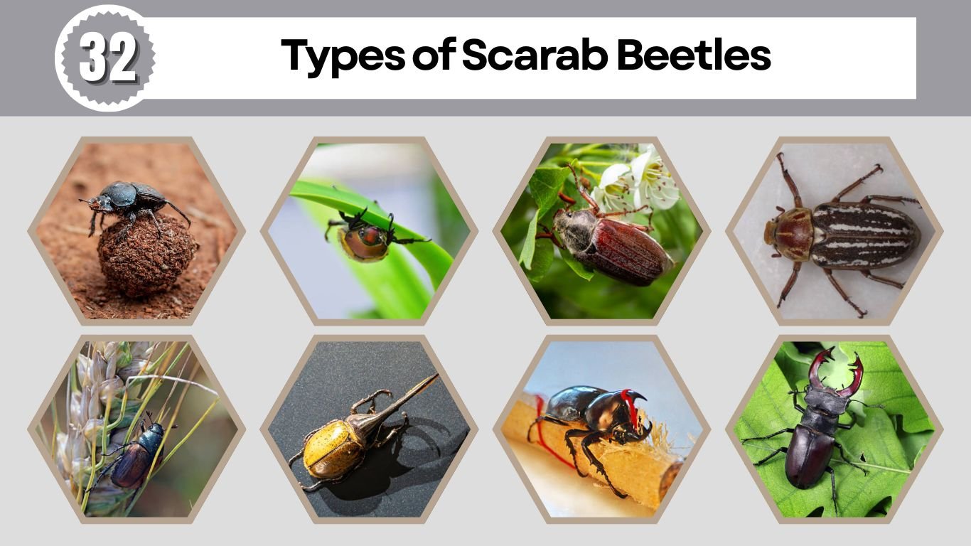 32 Types of Scarab Beetles: Identification Guide