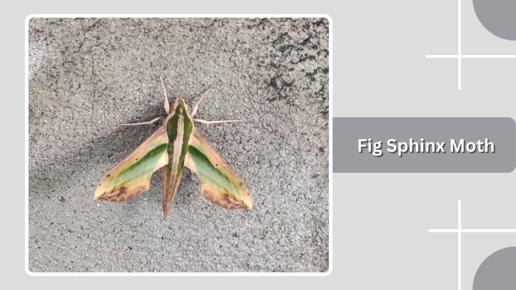  Fig Sphinx Moth