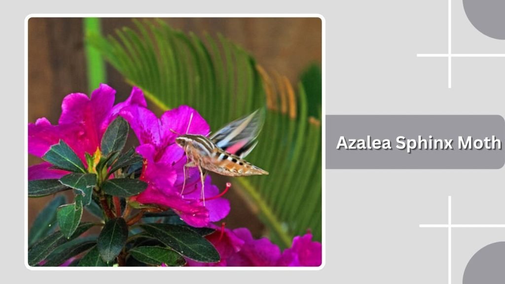Azalea Sphinx Moth