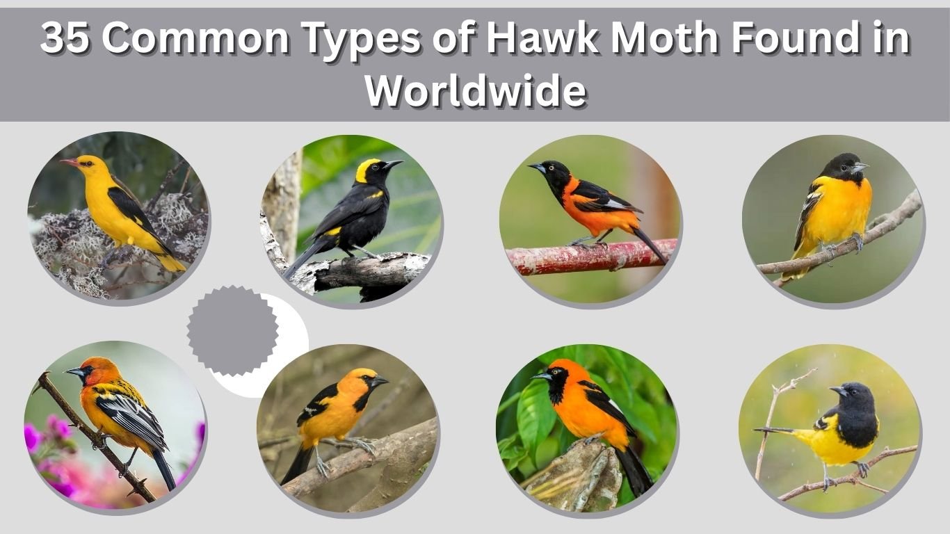 35 Common Types of Hawk Moth Found in Worldwide(ID with Pic)