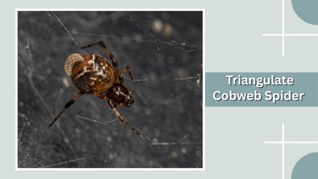  Triangulate Cobweb Spider