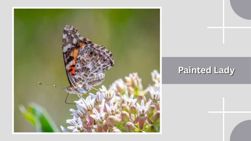 Painted Lady