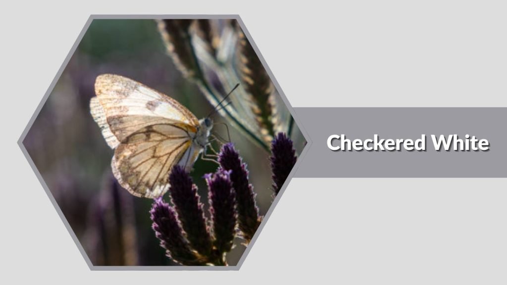 Checkered White