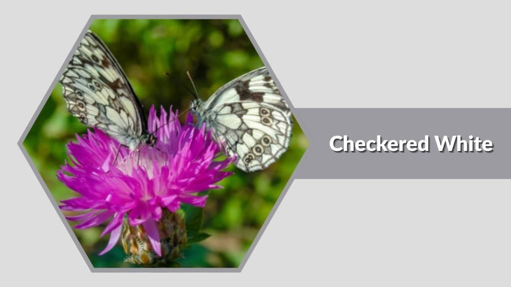 Checkered White